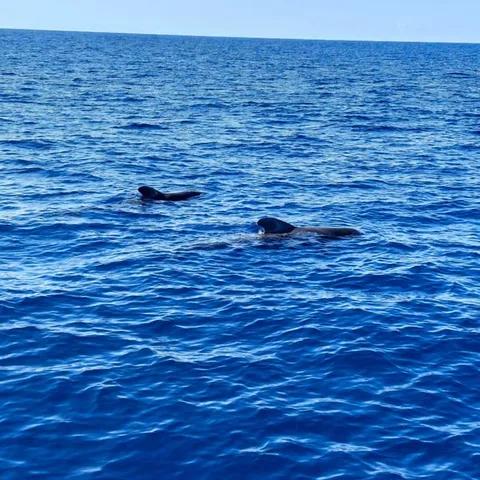 Dolphins moving through the deep blue off Funchal