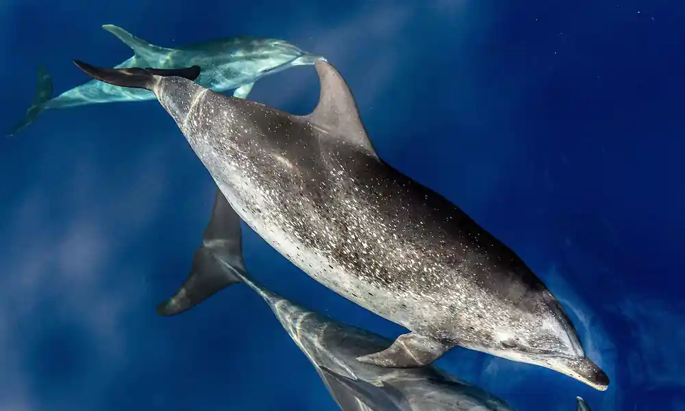 An Atlantic spotted dolphin seen clearly underwater