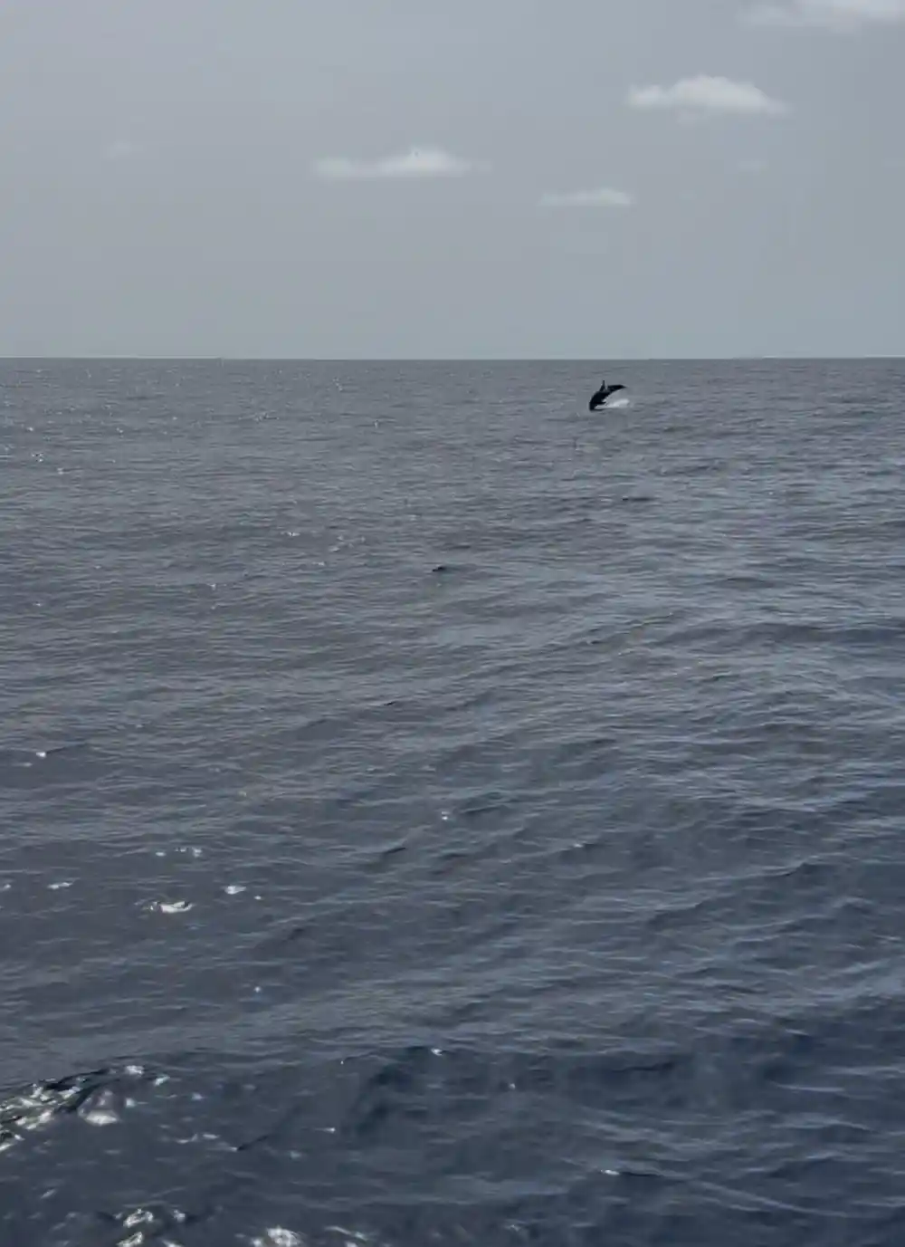 A bird over grey water at distance