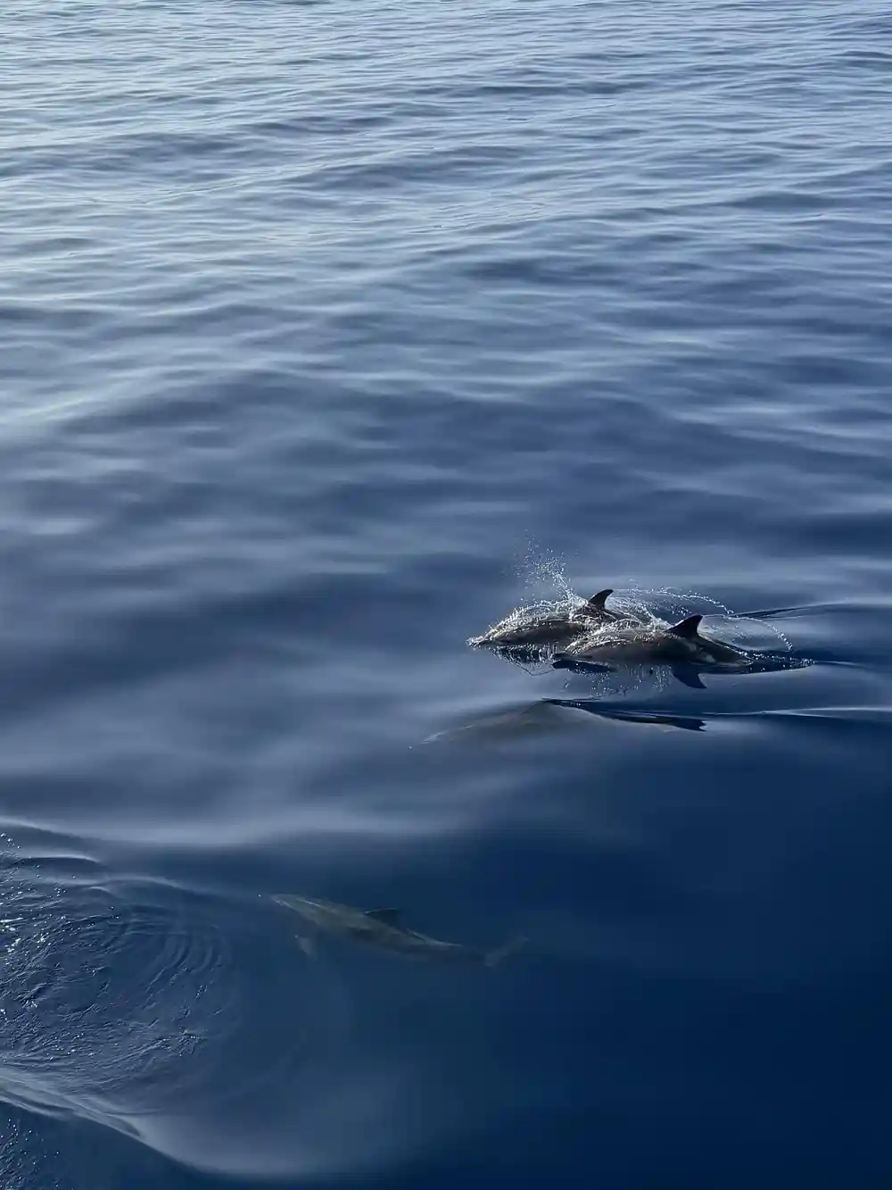 A dolphin breaking the surface in calm water