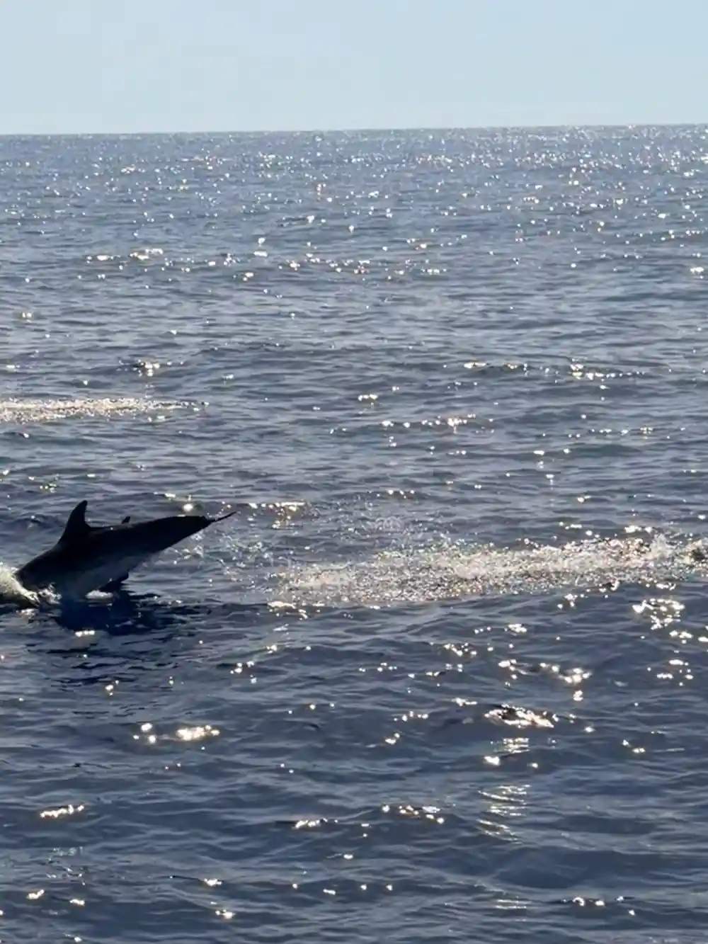 A dolphin leaping in sparkling water