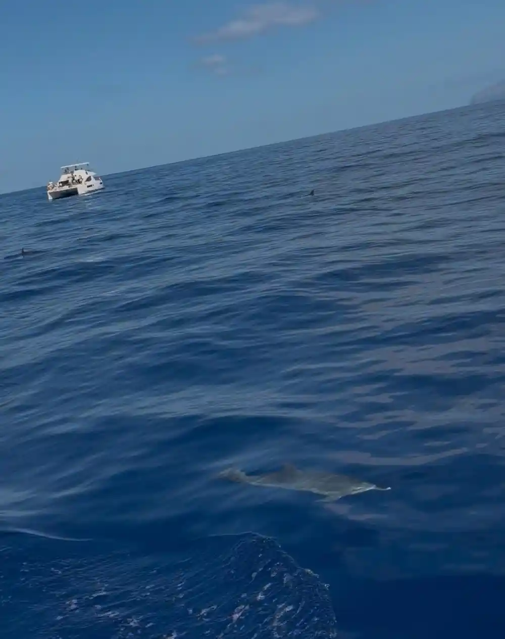 A dolphin under the surface beside another boat