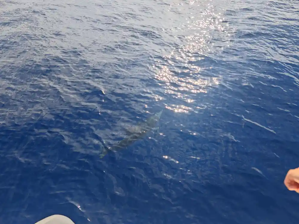 A dolphin below the surface in sunlit blue water