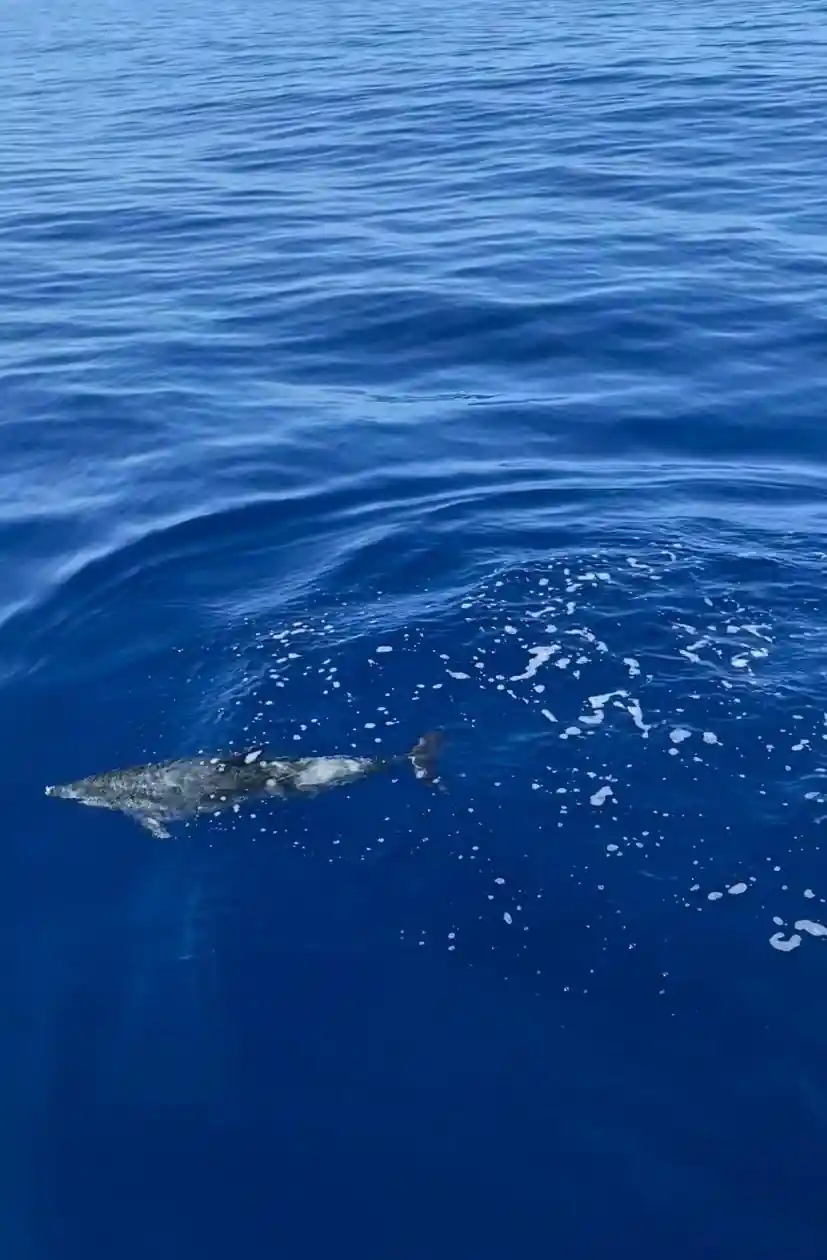 A dolphin below the surface in vivid blue