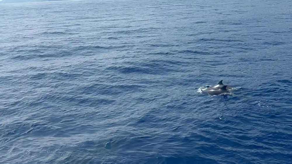 A dolphin surfacing at distance in rippled water
