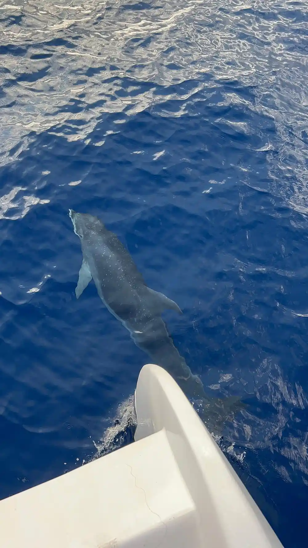 A dolphin swimming beside the hull underwater