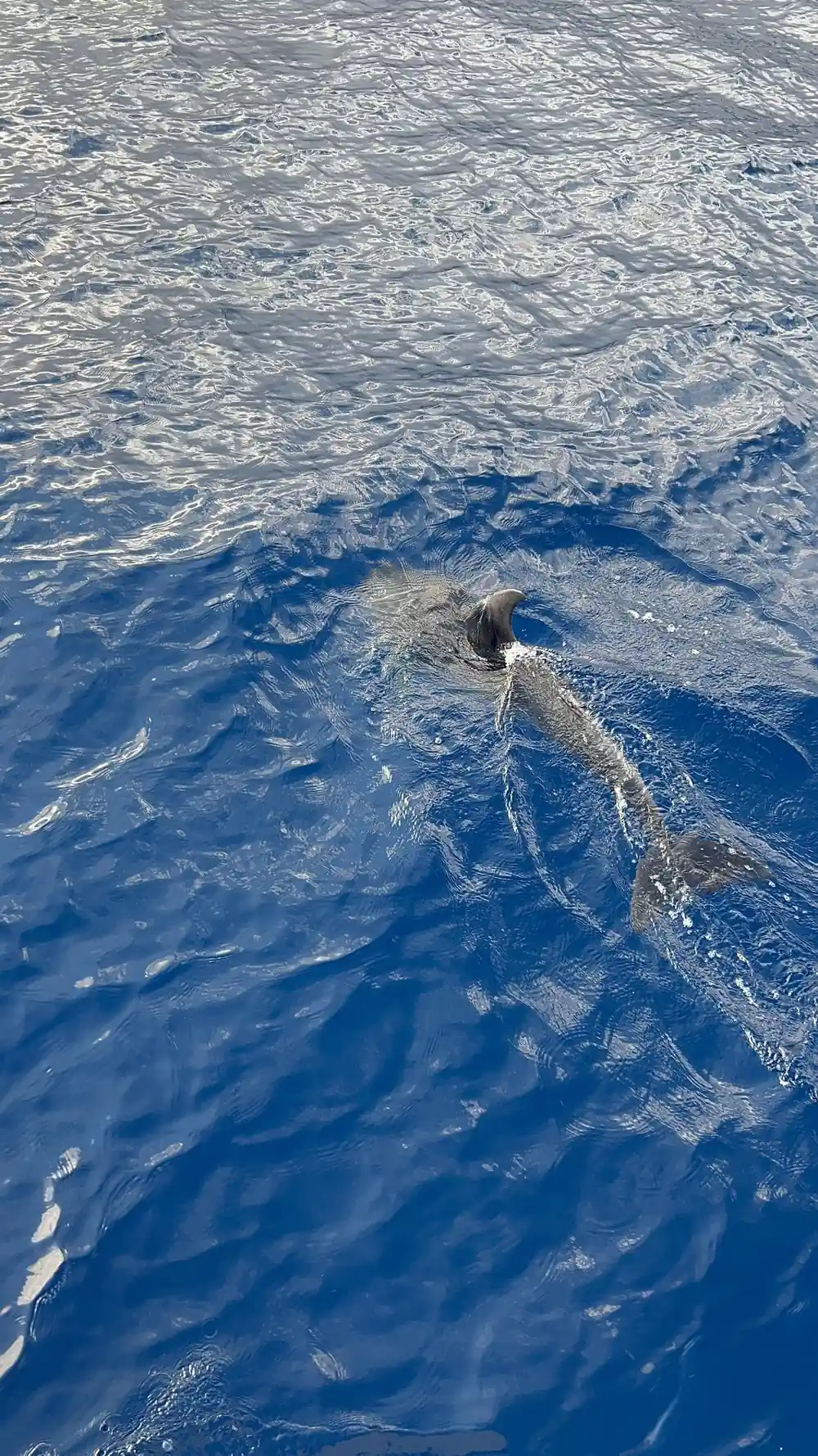 A dolphin turning under the surface in blue water