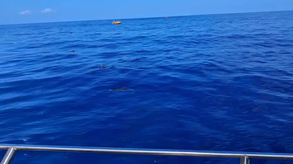 Dolphins at distance with a small boat beyond