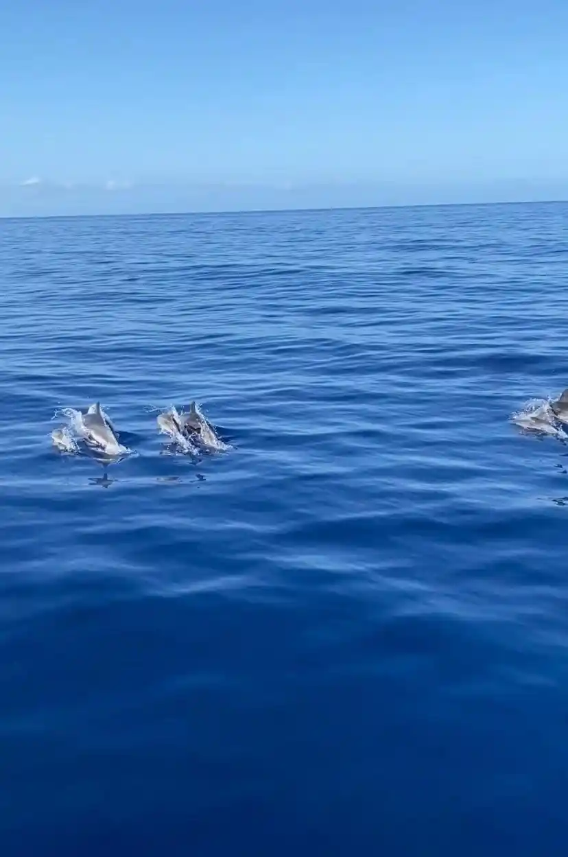 Dolphins leaping at distance on a calm sea