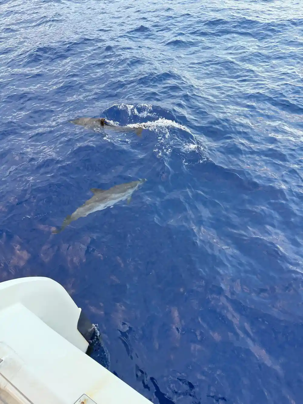 Dolphins riding just under the bow wave