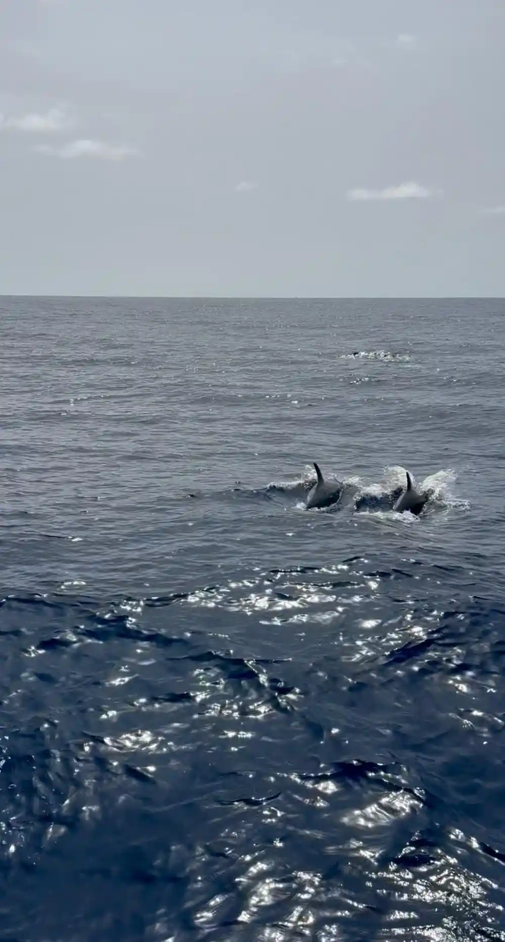 Dolphins surfacing in sunlit water