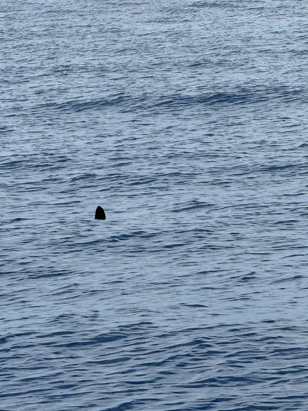 A fin breaking a choppy grey surface