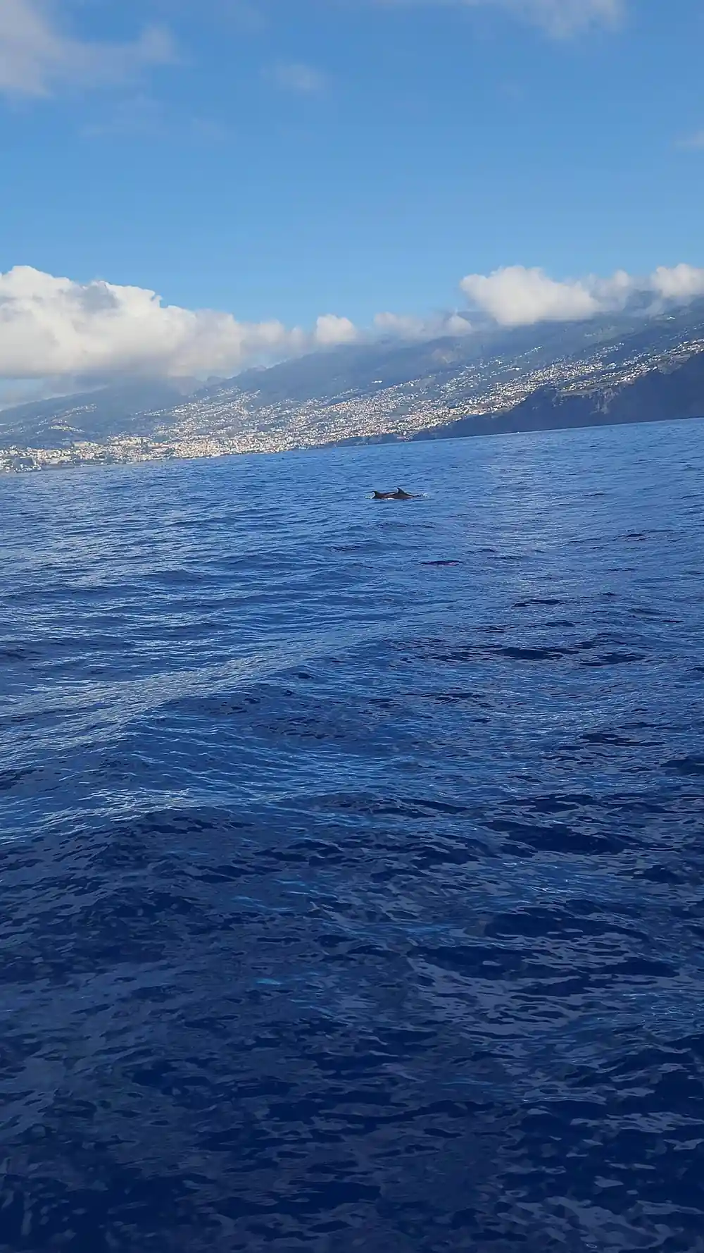 The Funchal coastline seen across open water