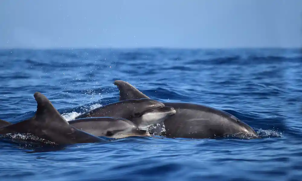 A group of bottlenose dolphins surfacing together