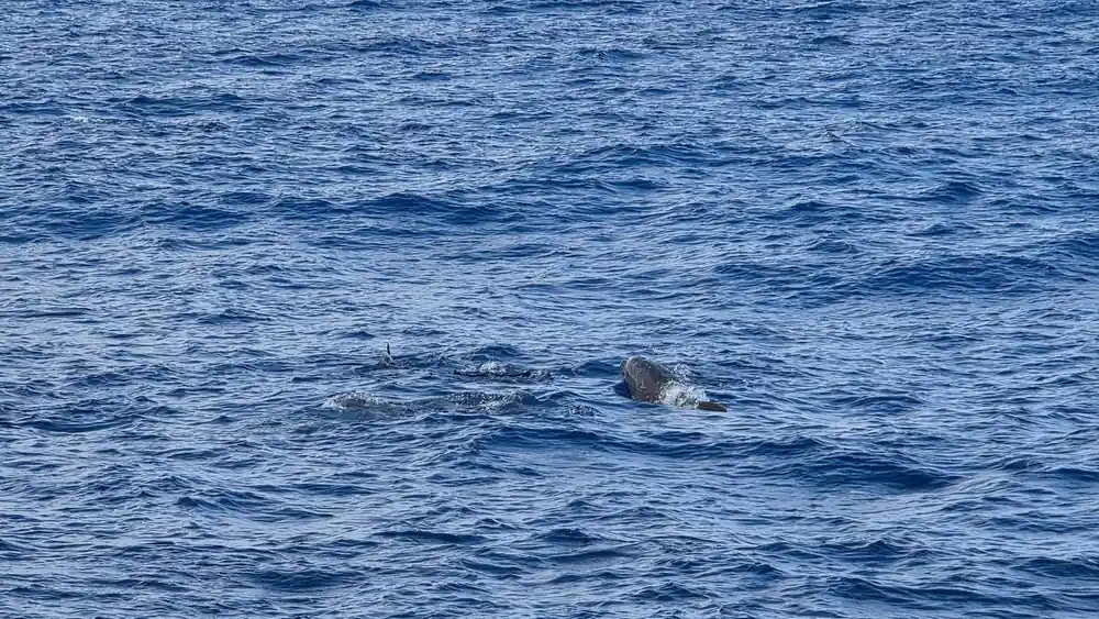 A group of dolphins moving across the surface