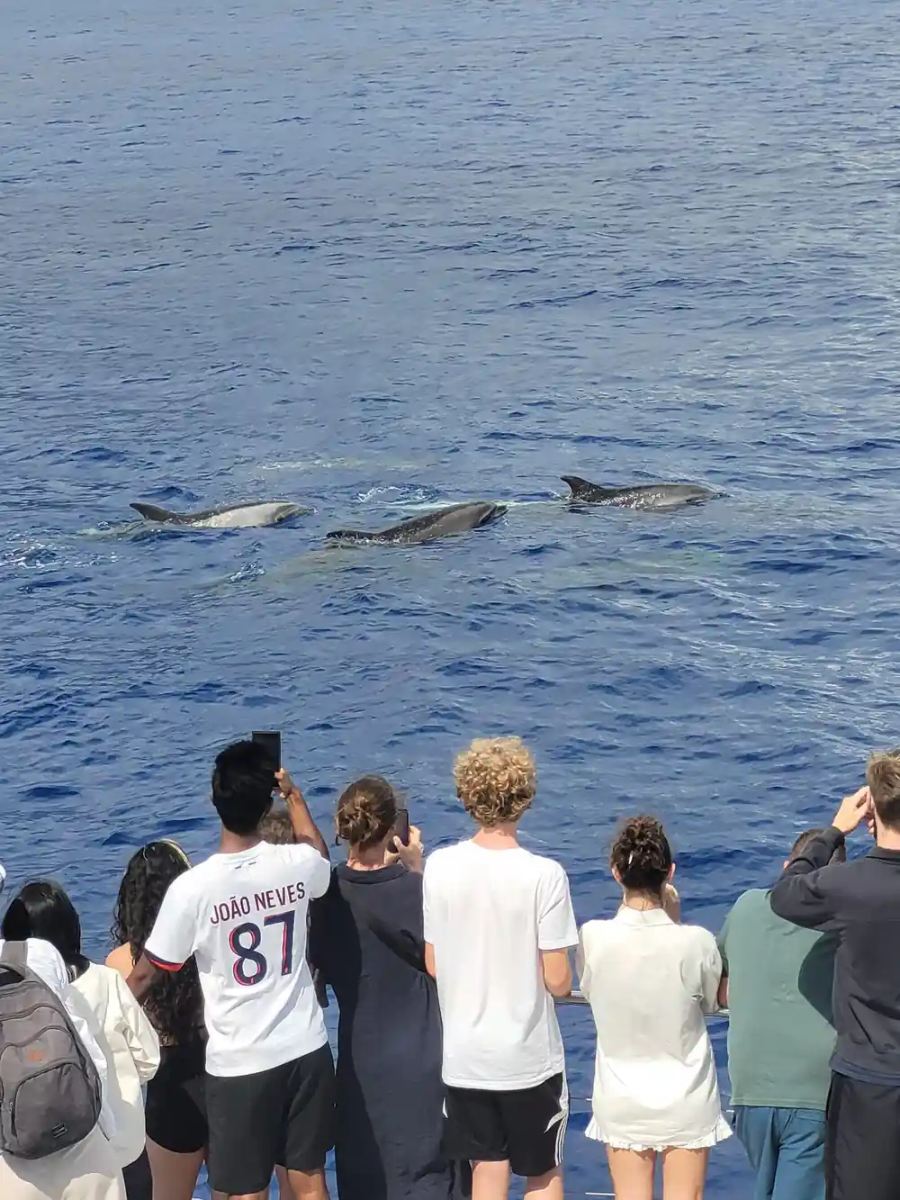 Guests photographing dolphins from the rail