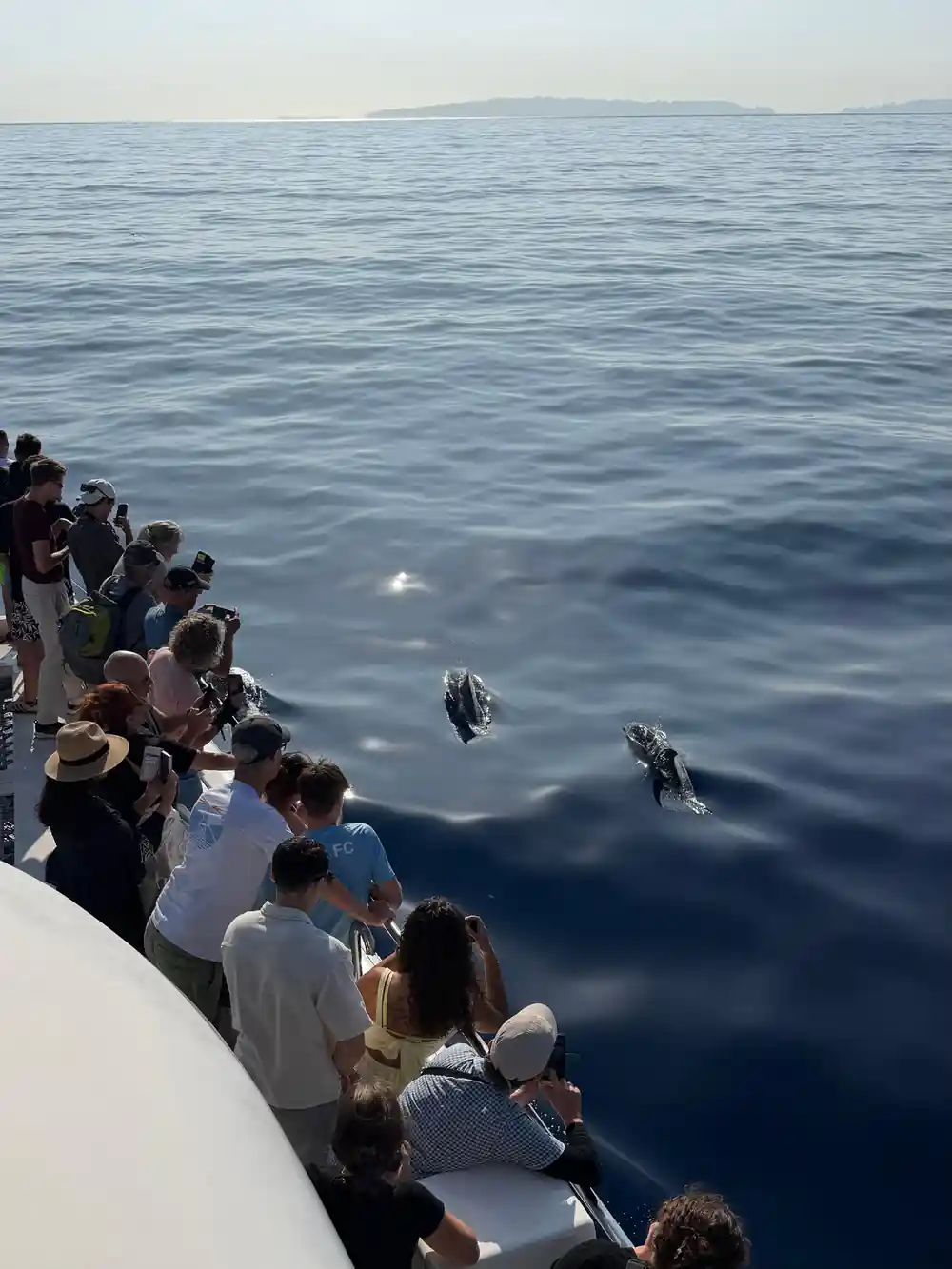Guests at the rail watching dolphins below
