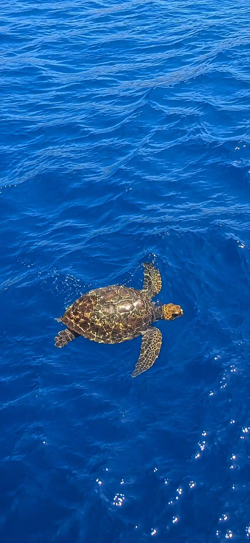 A loggerhead turtle at the surface in blue water