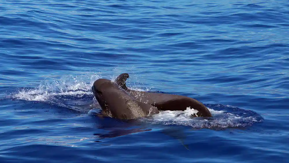 A pilot whale surfacing in deep blue water