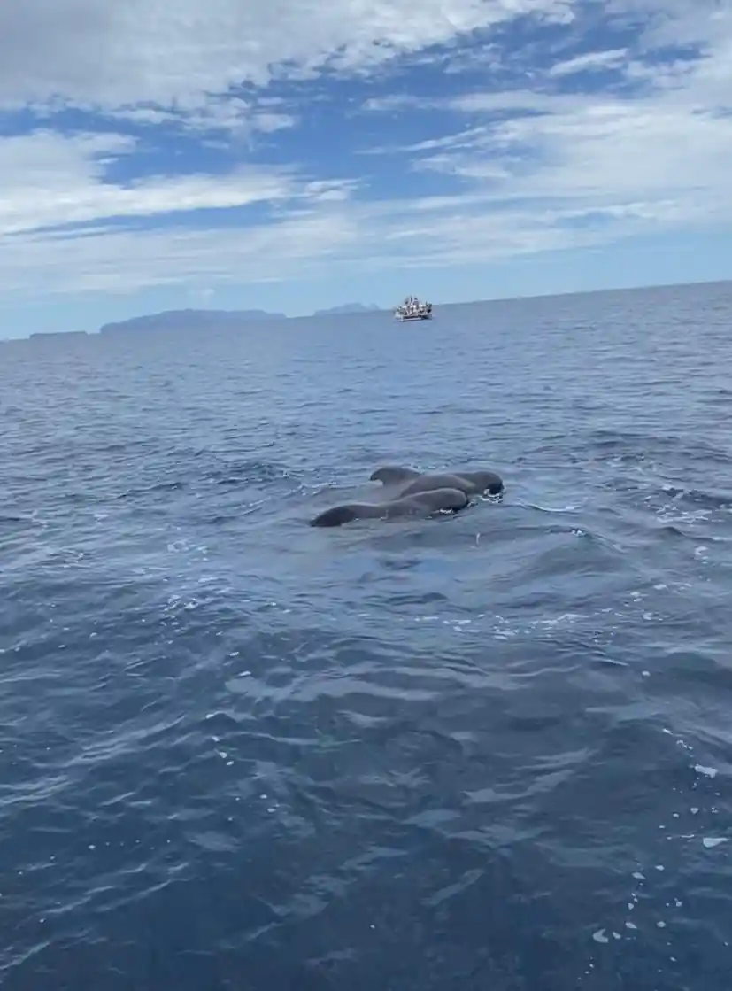 Pilot whales logging at the surface with the coast behind