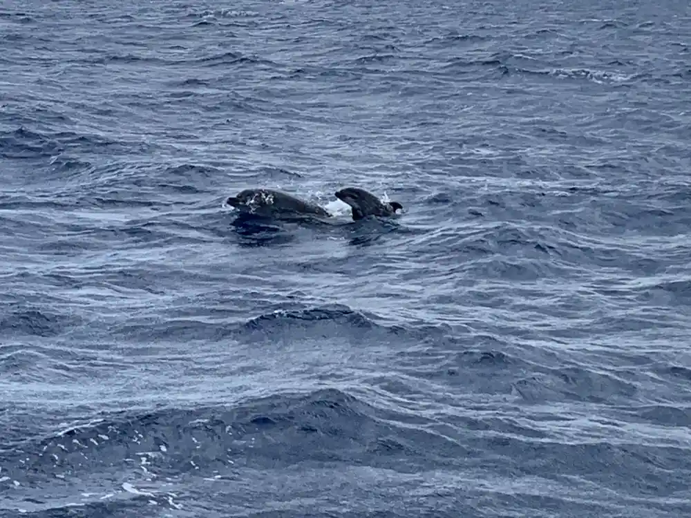 Pilot whales surfacing together in evening light