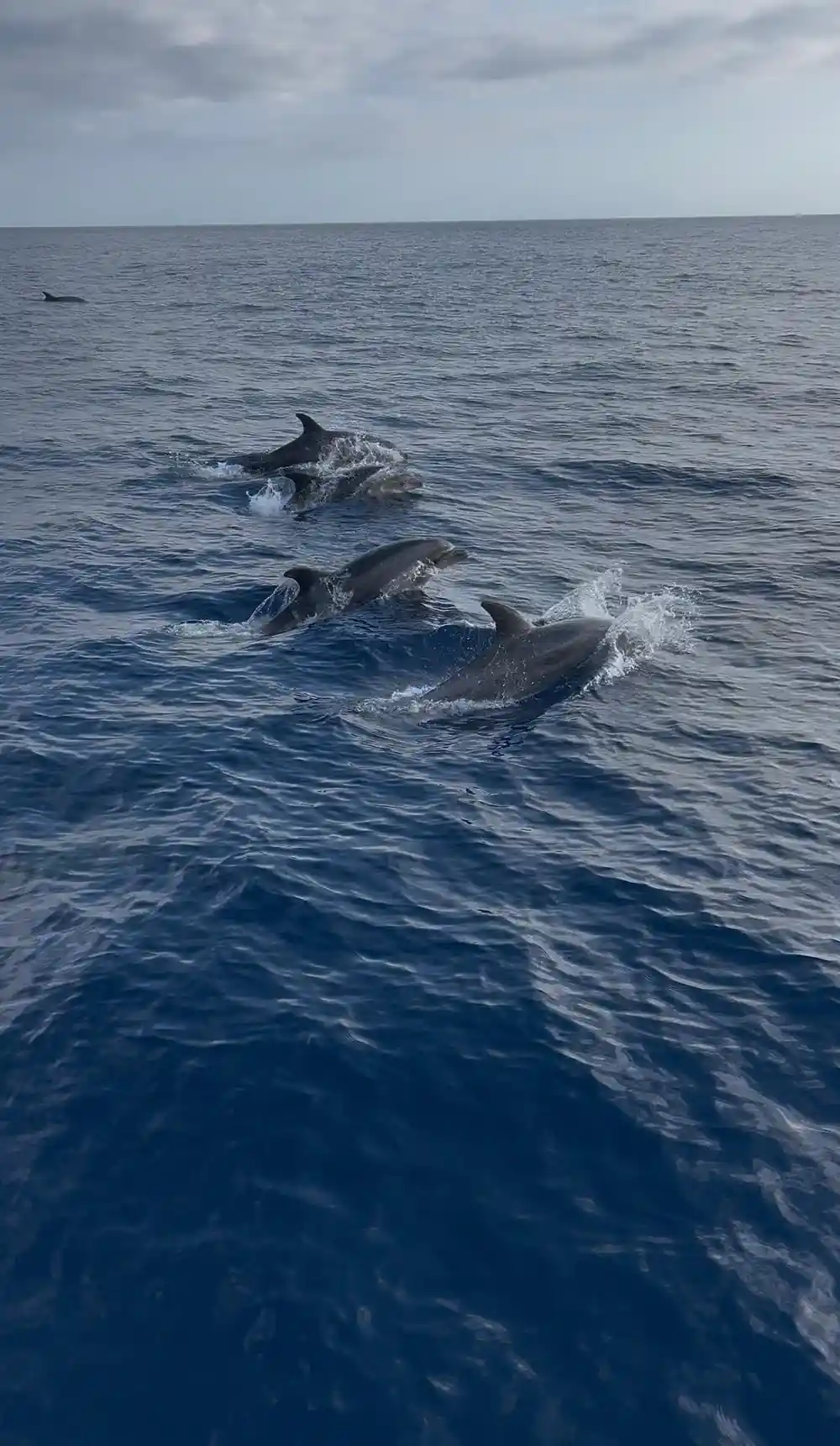 A pod of dolphins surfacing together in the swell
