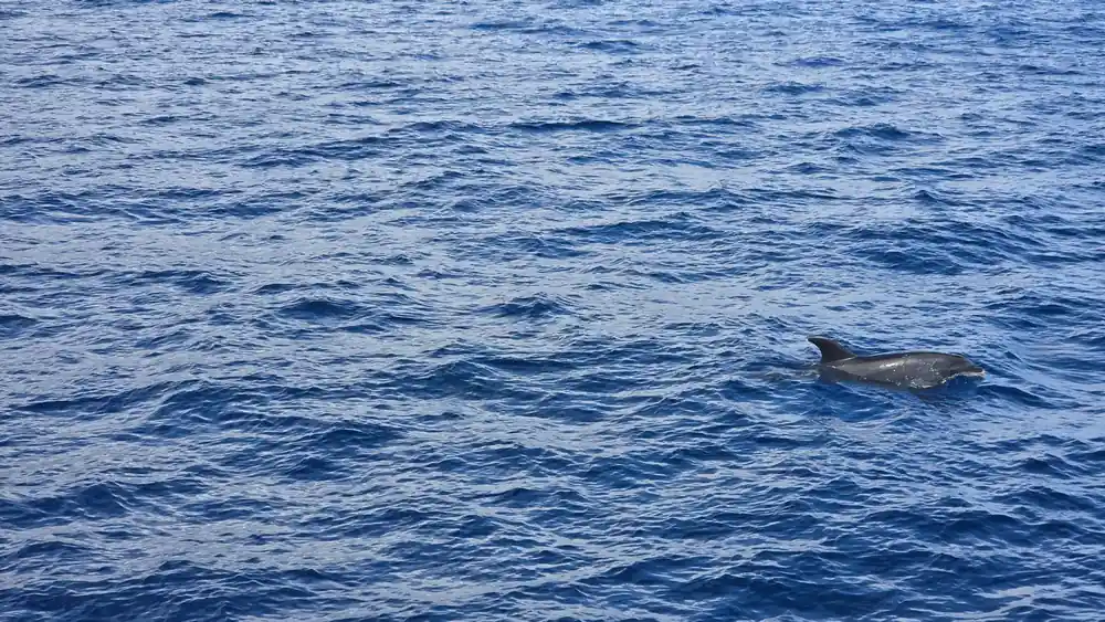 A single dolphin fin in deep blue water