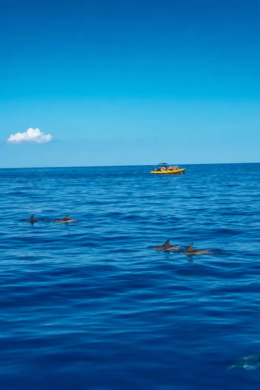 A small boat and dolphins on a flat sea
