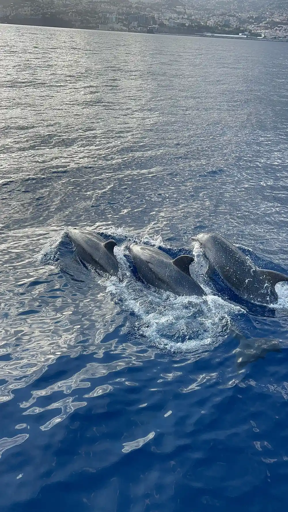 Three dolphins surfacing in line
