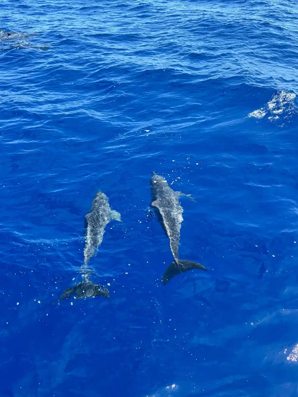 Two dolphins swimming together under clear water