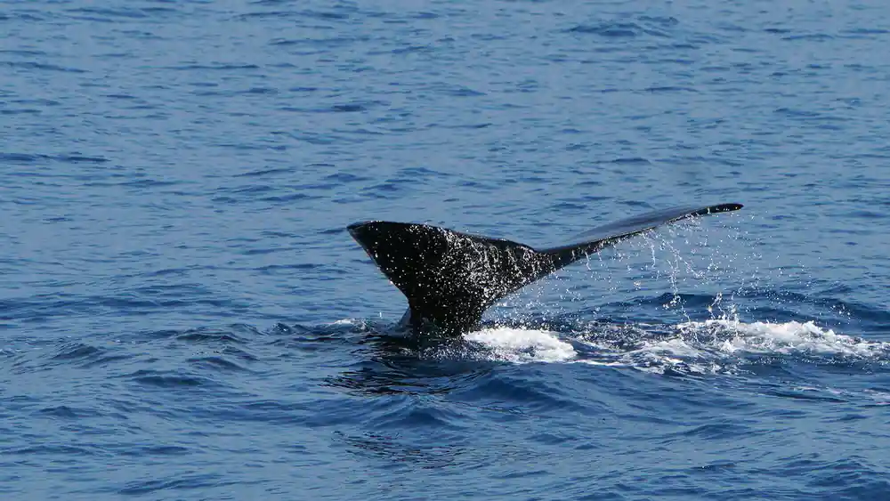 A whale fluke raised above the water before a dive